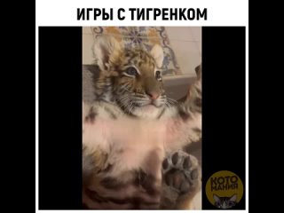 funny cat videos 2022 - little tiger cub playing with its paws